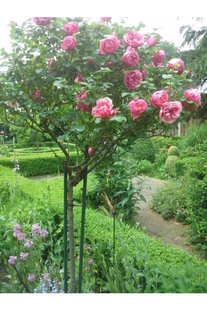 Floribunda Rose Leonardo da Vinci shtamb